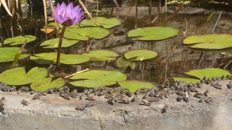 Worker Bees drinking water at garden pond Stock Footage 34704317