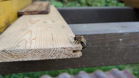 Worker bees expelling drone bee from hive entrance during autumn colony behavior Stock Footage 334685775