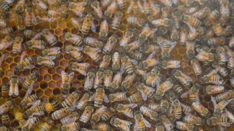 Worker bees flat panel bee texture Stock-Footage 279114872