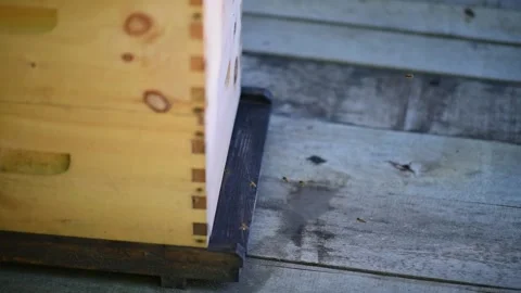 Worker bees flying in and out of the base of a hive Stock Footage 235625063