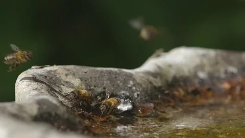 WORKER BEES FLYING AROUND WATER STATION IN SUPER SLO-MO, 2K. Stock Footage 131369548