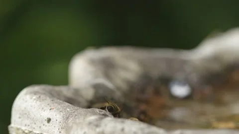 WORKER BEES FLYING IN SUPER SLO-MO. 2K. Stock Footage 131367306
