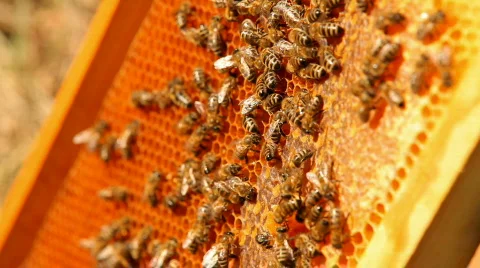 Worker bees Stock Footage 853853