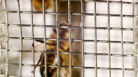 Worker bees Stock Footage 8519743