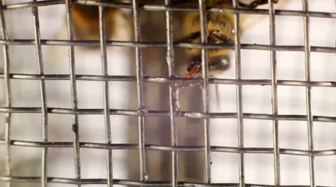 Worker bees Stock Footage 8519832