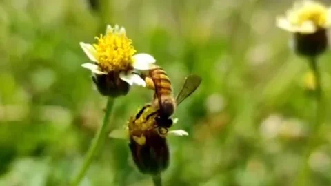 Worker bees Stock Footage 223321986