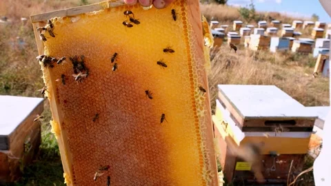 Worker Bees Stock Footage 340649846