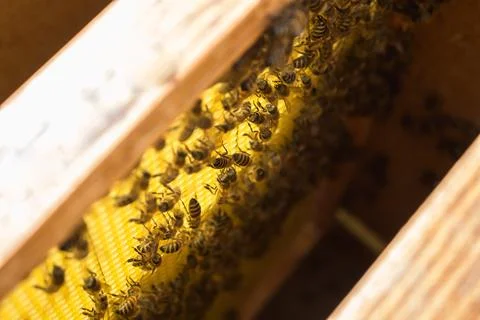 Worker bees on a frame, inspection of the apiary.... worker bees on a frame,  Stock Photos