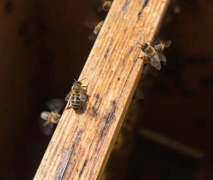 Worker bees on a frame, inspection of the apiary.... worker bees on a frame,  Stock Photos