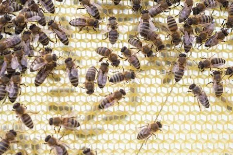 Worker bees on a frame, inspection of the apiary.... worker bees on a frame,  Foto stock