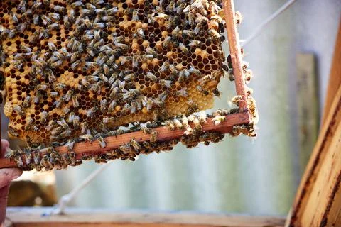 Worker bees in the hive on the hive. Bees inside the hive with closed and ope Stock Photos