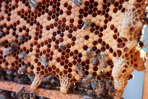 Worker bees in the hive on the hive. Bees inside the hive with closed and ope Stock Photos