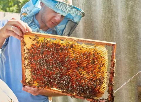 Worker bees in the hive on the hive. Bees inside the hive with closed and ope Stock Photos