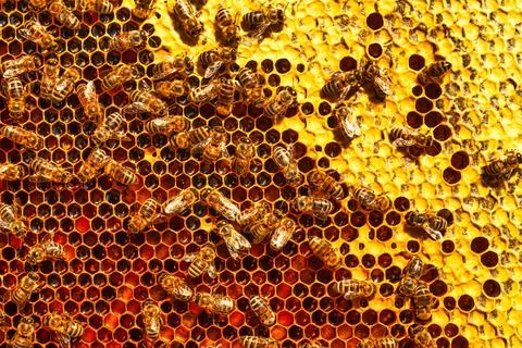 Worker bees on honey pollen frames. close up 스톡 사진