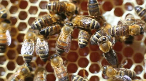 Worker bees on honeycomb Stock Footage 8519614
