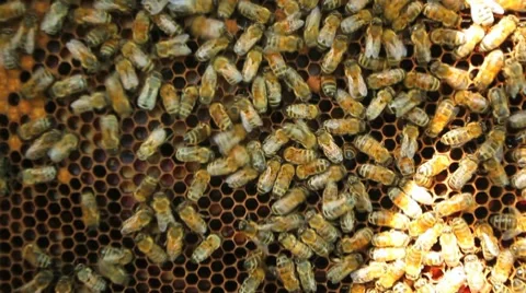Worker bees on honeycomb Stock Footage 8519637