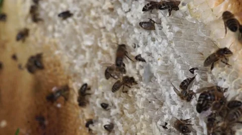 Worker bees on honeycomb Stock Footage 53276567