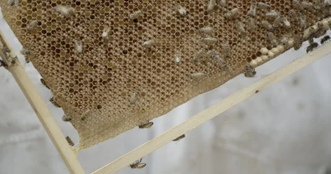 Worker bees on honeycomb frame held by beekeeper at urban hive Stock Footage 306990754