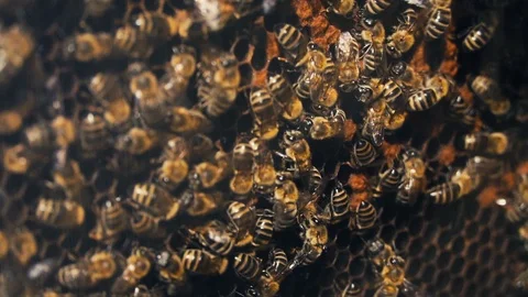 Worker Bees On Honeycomb, Some Cells Already Closed Stock Footage 116806950