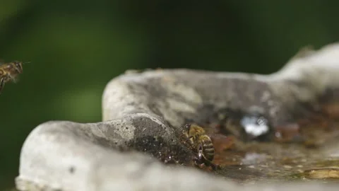 WORKER BEES HOVERING OVER WATER STATION IN SUPER SLOW MOTION, 2K. Stock Footage 131371454