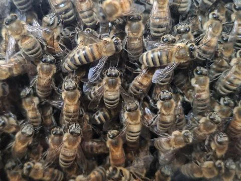 Worker bees inside a natural beehive Stock Photos