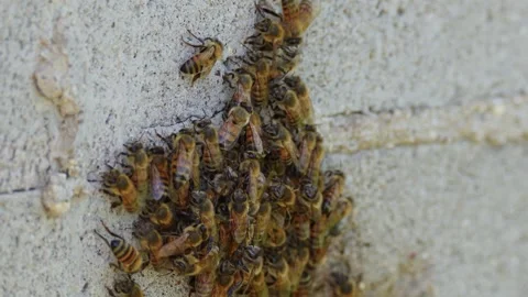 Worker Bees Loaded with Yellow Pollen Arriving at a Wild Hive Stock Footage 347078179