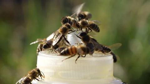 Worker bees on a plastic bottle, closeup Stock Footage 285405116