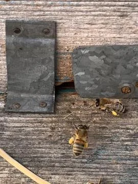 Worker Bees Returning with Pollen to Hive Entrance Stock Photos