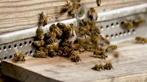 Worker bees walk and work inside hive in apiary. Pollen is put into cells of Stock Footage 276603214