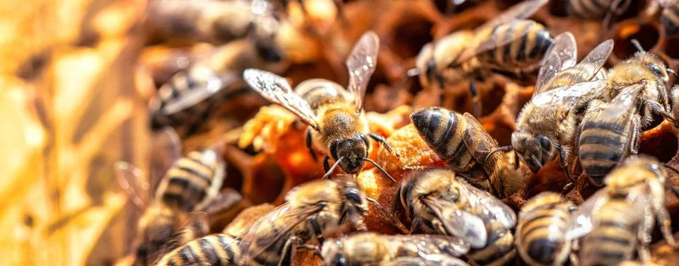 Worker bees work in a hive. Close-up selective focus. Foto stock