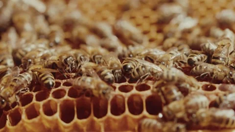 Worker bees work in the hive on honeycombs. (4K macro shot) Stock Footage 278264860