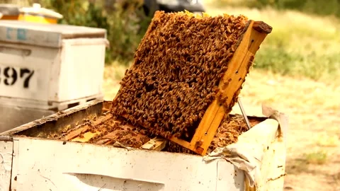 Worker bees working on honeycomb, beekeeping, bee panel Stock Footage 135699843
