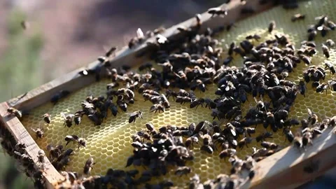 Worker bees working on honeycomb, beekeeping, bee panel Stock Footage 241828275