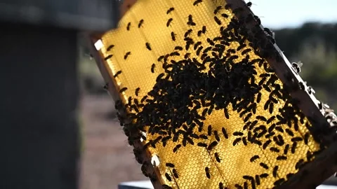 Worker bees working in honeycombs, beekeeping, bee panel. Backlight Stock Footage 241828290