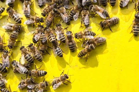 Worker bees on a yellow background, hive.... worker bees on a yellow backgrou Stock Photos