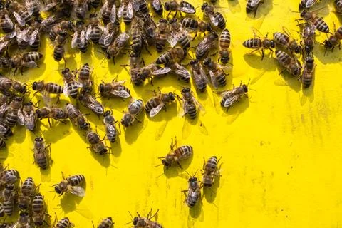 Worker bees on a yellow background, hive.... worker bees on a yellow backgrou Stock Photos