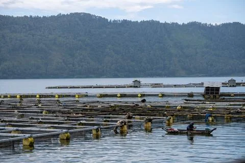 Worker Beside Floating Fish Cages on Lake Batur Stock Photos