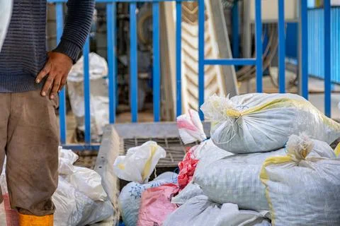 Worker beside olive sacks in front of pressing conveyor for olive oil industr Stock Photos