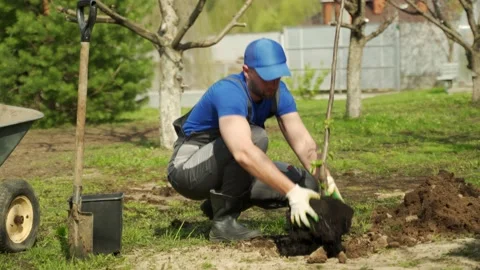 Worker in blue cap plants tree in dug pit in cottage garden Stock-Footage 197270808
