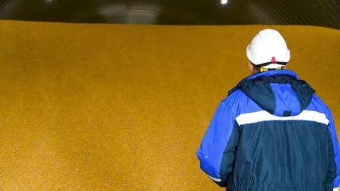 A worker in a blue uniform jacket against the background of a large crop of.. Видео 331206190