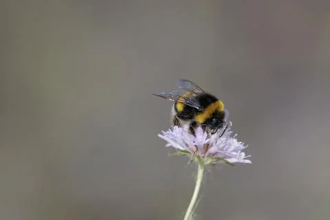 Worker Buff-Tailed Bumblebee (Bombus terrestris) Pollinating a Wild Flower Stock Photos