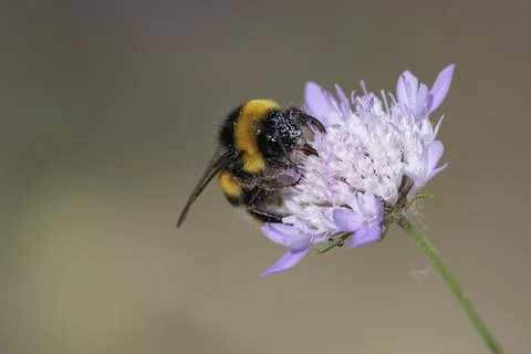 Worker Buff-Tailed Bumblebee (Bombus terrestris) Pollinating a Wild Flower Foto stock