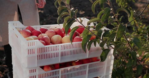 The worker carries boxes of ripe apples, works in the garden Stock Footage 169088350