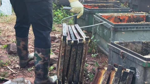 A worker carries empty frames for hives and prepares to change equipment for Stock Footage 302810775