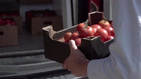 Worker Carrying and Piling Boxes of Tomato for Provider. Stock Footage 171662037