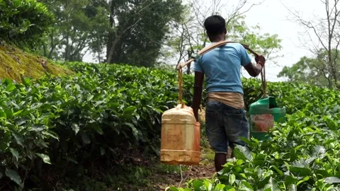 Worker carrying containers along a path through a lush tea plantation Vídeo Stock 337927565