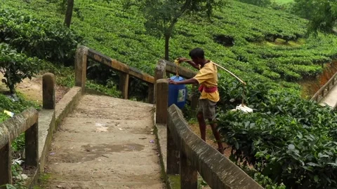 Worker Carrying Water Containers Through a Tea Plantation in Dibrugarh, Assam Stock Footage 339762794