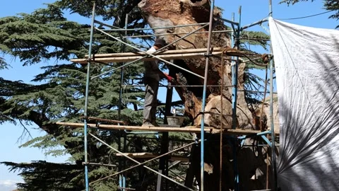 Worker at the Cedar Forest, Lebanon 4k Stock Footage 162904300