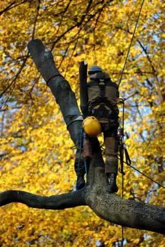 A worker with a chainsaw cutting down a tree Stock Photos