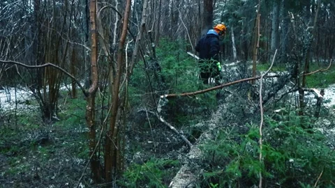Worker With Chainsaw Cutting Fallen Tree In Winter Forest Stock Footage 326030503